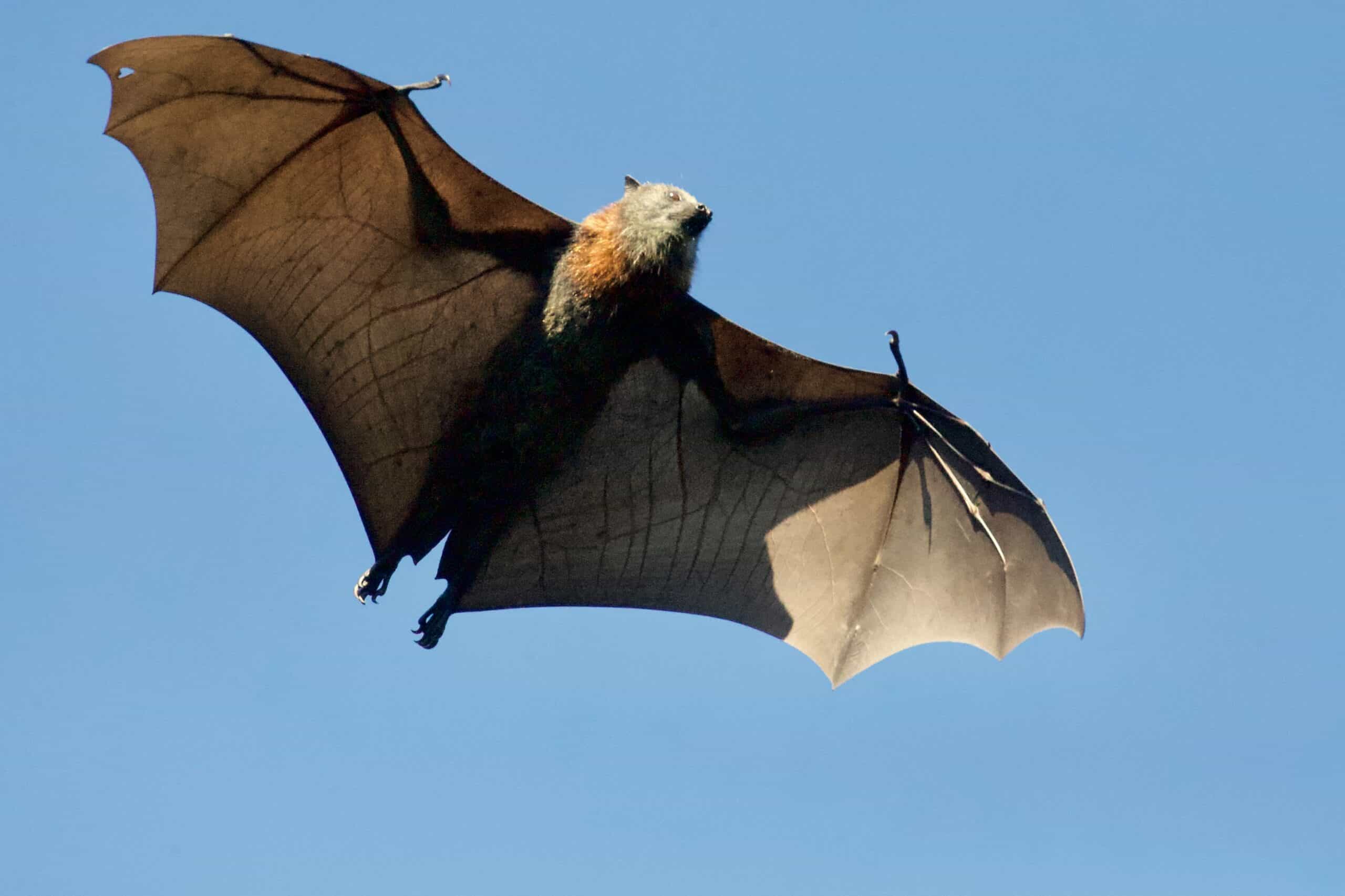 Virginia Tech Uses High-Speed Cameras to Help Uncover the Secrets of Bat Flight